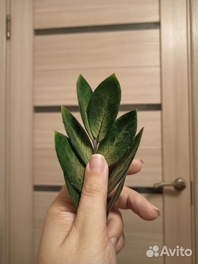 Хойи, замиокулькас Акебоно