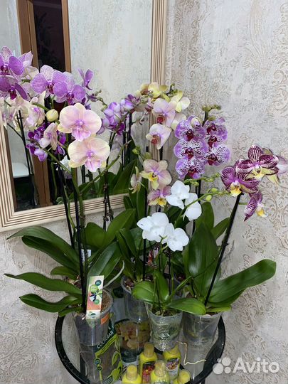 Сортовые орхидеи