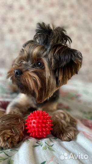 Вязка йорка