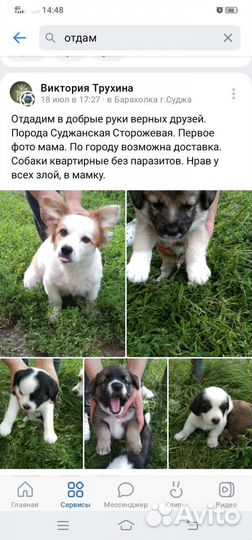 Собака в добрые руки отдам бесплатно