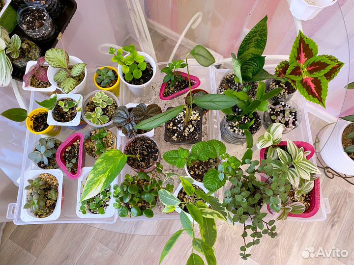 Комнатные растения 30 видов