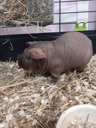 Морская свинка Джугашвили, порода скинни