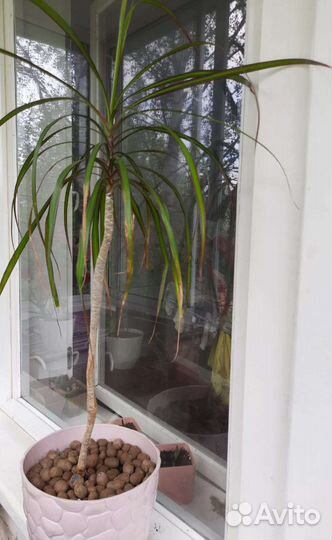 Пальма драцена