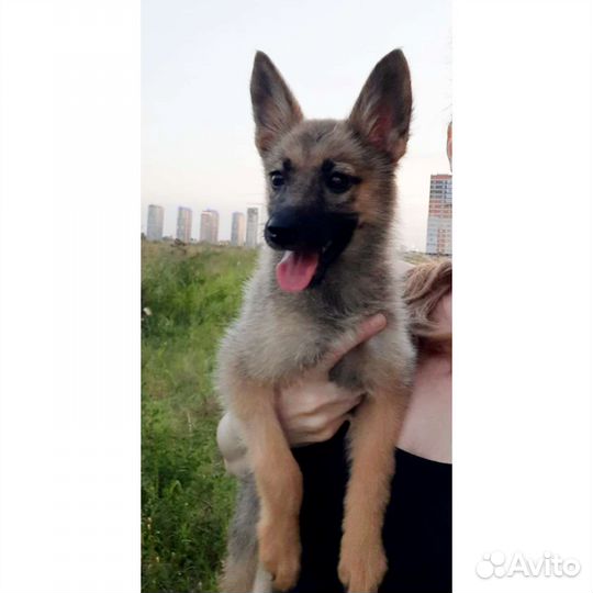 Собака метис овчарки стерильна