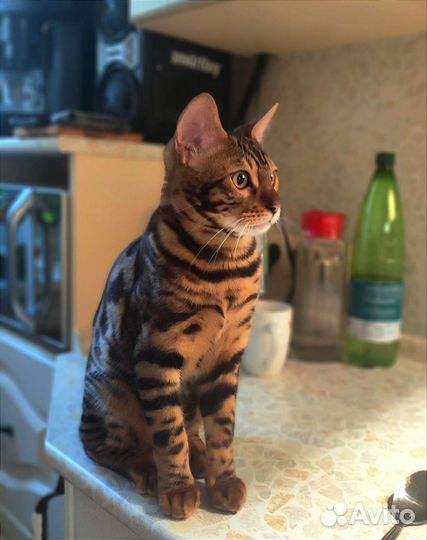 Бенгальский котенок мальчик