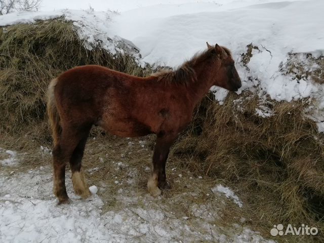 авито карасук животные. авито карасук. карасук новосибирская область дома. венский красный кролик. авито карасук животные.