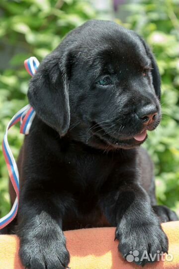 Щенки от Чемпионов