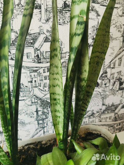 Сансевиерия