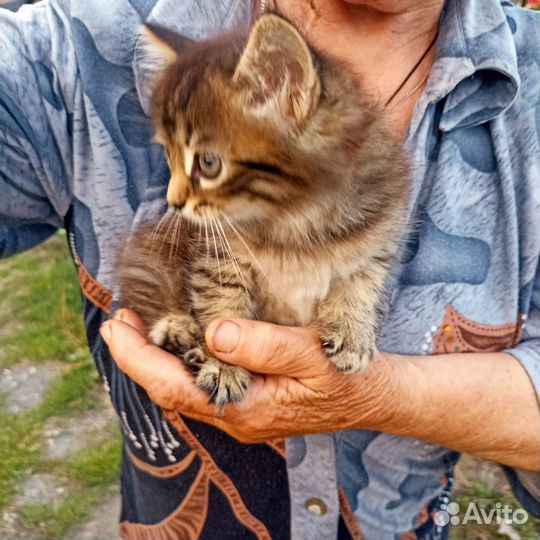 Котёнок - тигренок