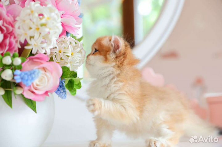 Британская золотая шиншилла ny 12