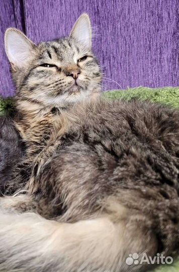 Молодая кошка