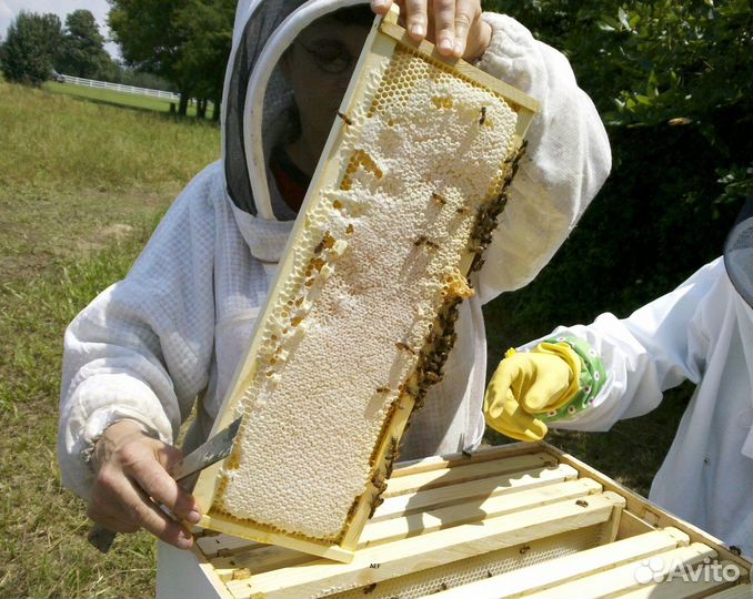 2024 Мед натуральный алтайский опт