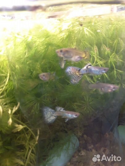 Молинезии,мечносцы,креветки, сомы, гуппи