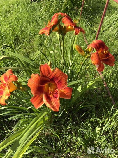 Лилейник разный