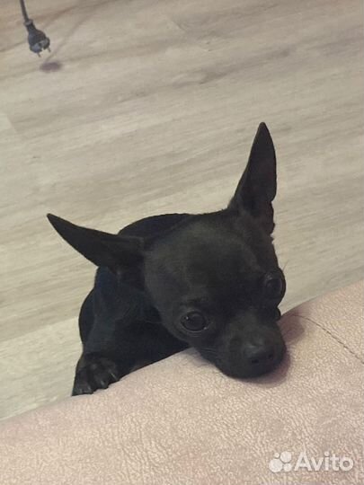 Чихуахуа мини, мальчик, вязка