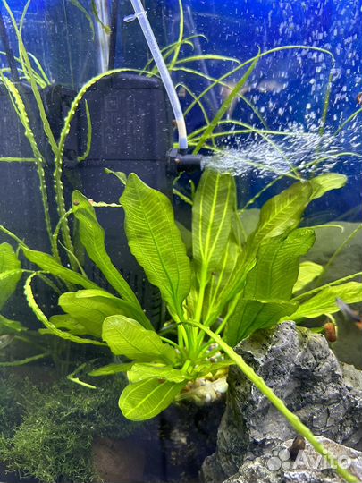 Аквариумные растения