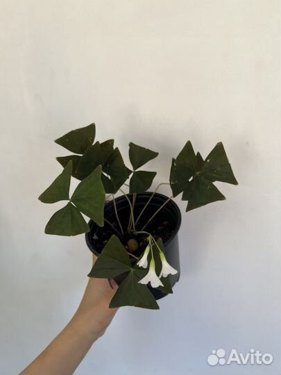 Кислица оксалис