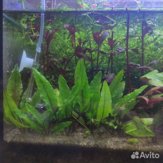 Аквариумные растения