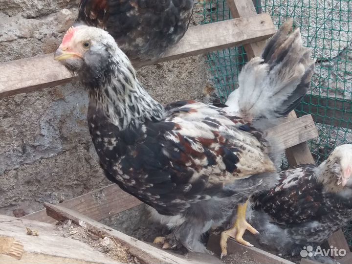 Молодые петушки фавероль