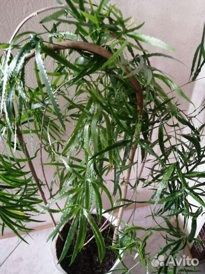 Аспарагус серповидный комнатное растение