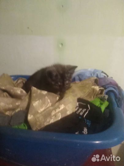 Кошка бесплатно