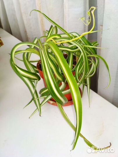 Цветочки комнатные разные первогодки