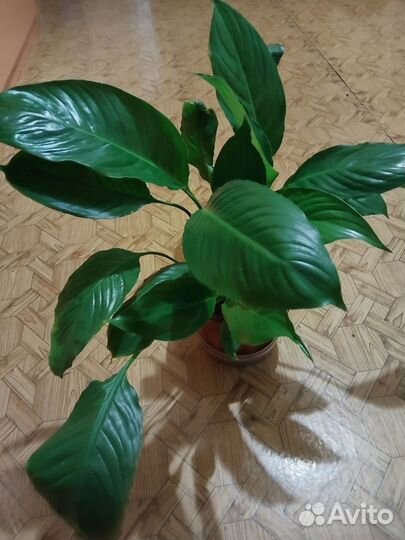 Комнатные 1