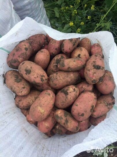 Картофель свежий