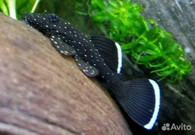 L сомы, коридорасы, хелены