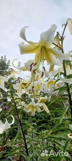 Садовые цветы