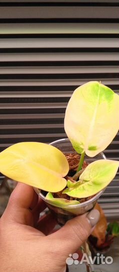 Филодендрон Ло Споттед