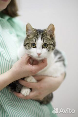 Невероятно трогательная Бася (котёнок, 6 месяцев)