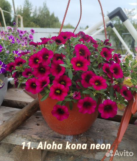 Калибрахоа рассада 2