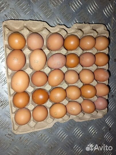 Яйцо куриное опт