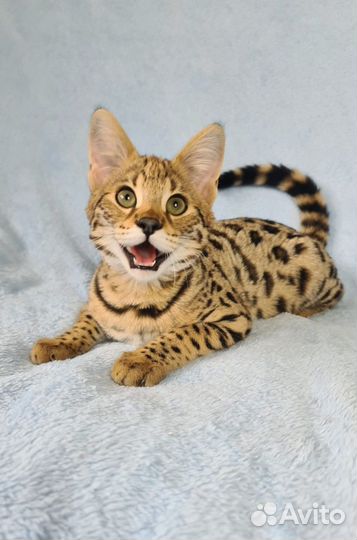 Котята саванна