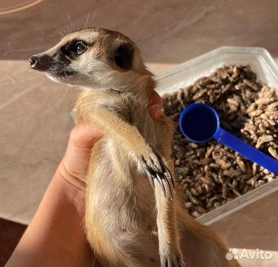 Кормовые насекомые/сверчки