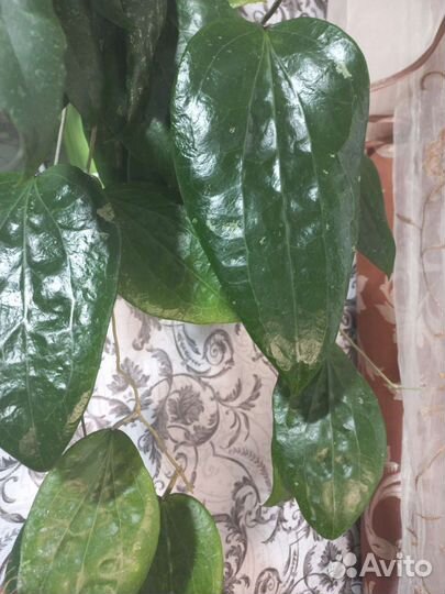 Хойи укорененные и срезом