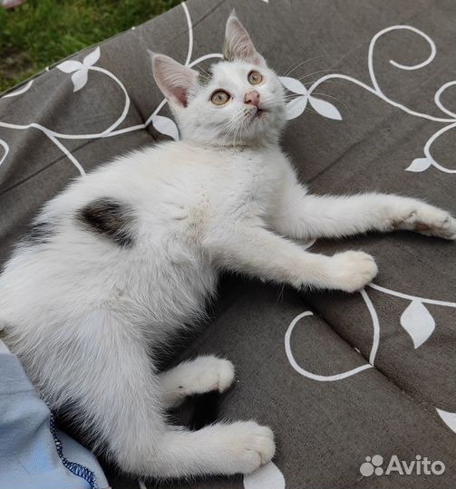 Котенок в добрые руки