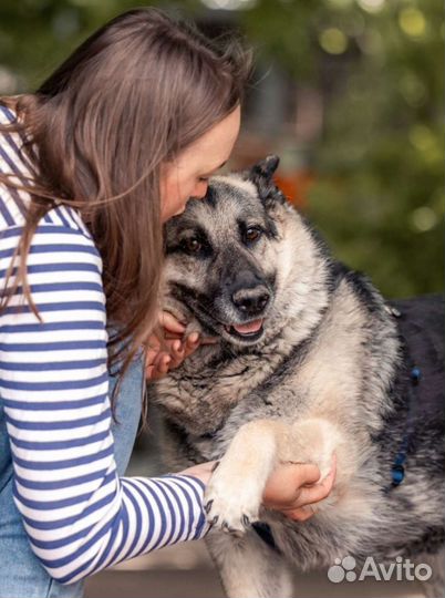 Собака мечта в добрые руки