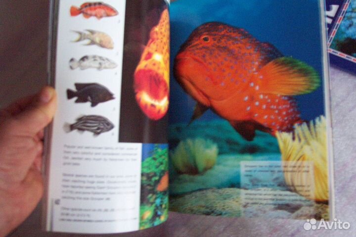 Красное море фотоальбом