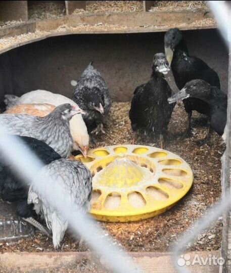 Семья индийских бегунков