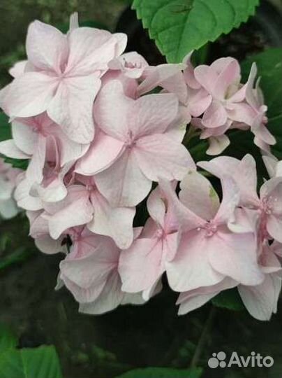 Гортензия Бесконечное лето