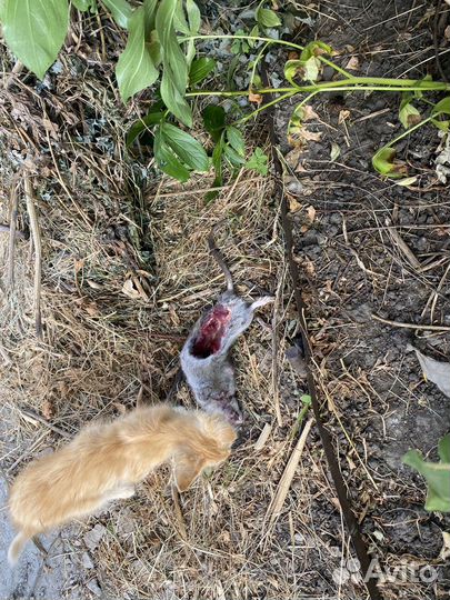 Котята крысоловы в добрые руки