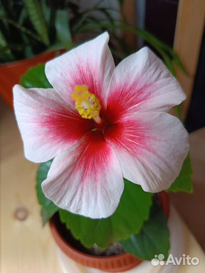 Гибискусы розовые 9 видов