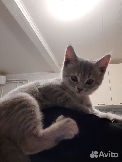 В добрые руки котенок