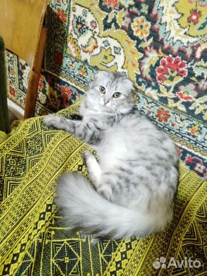 Кошки в добрые руки