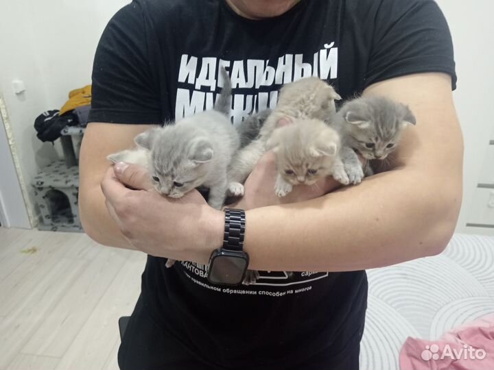 Шотландские котята