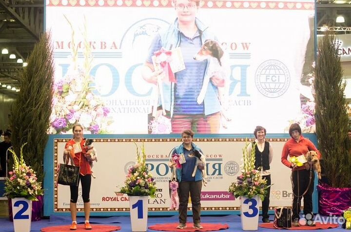 Танцы с собаками и трюковая дрессировка