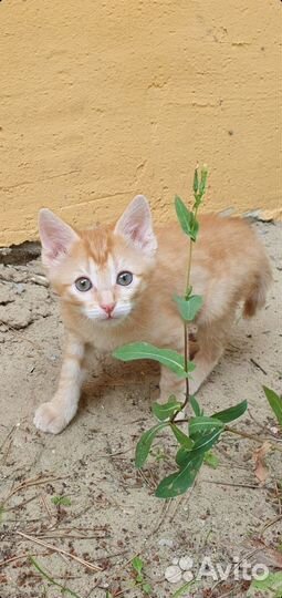 Отдадим рыжыков в добрые руки