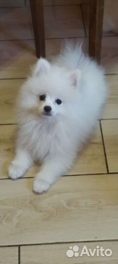 Белый померанский шпиц мальчик